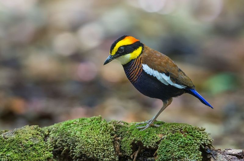 parcours de randonnée trekking en Thailande, parc national de Sri Phang Nga, oiseau