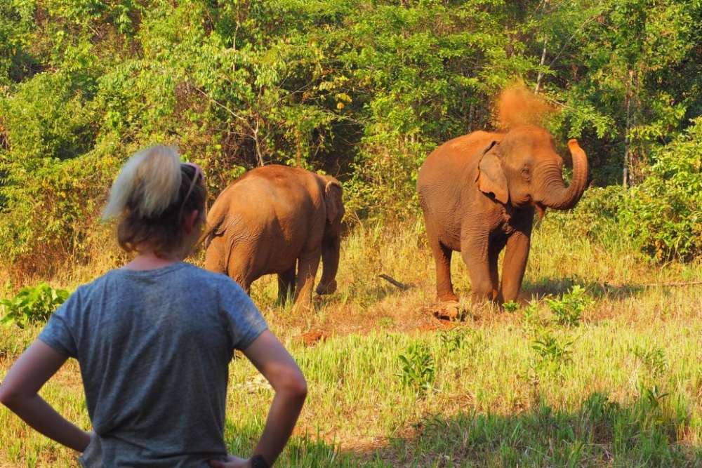 Elephant Valley Project, Mondulkiri