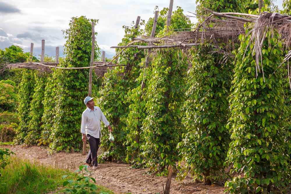 les plantations de poivre de Kampot