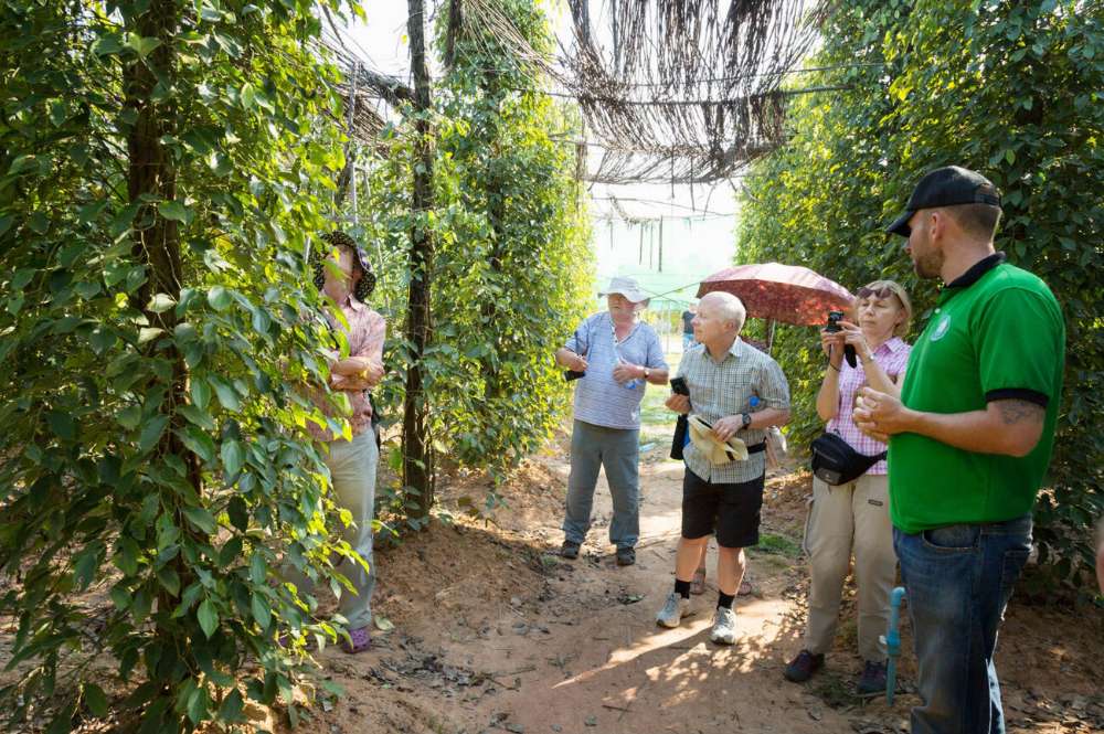 Les plantations de poivre de Kampot, Cambodge