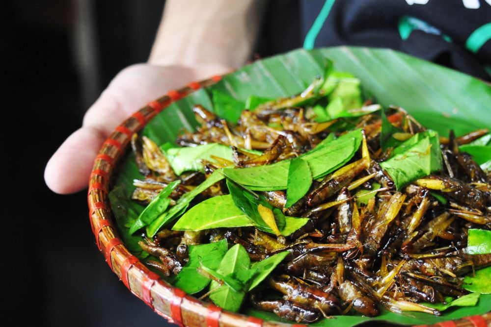 plats insolites du Vietnam, sauterelle