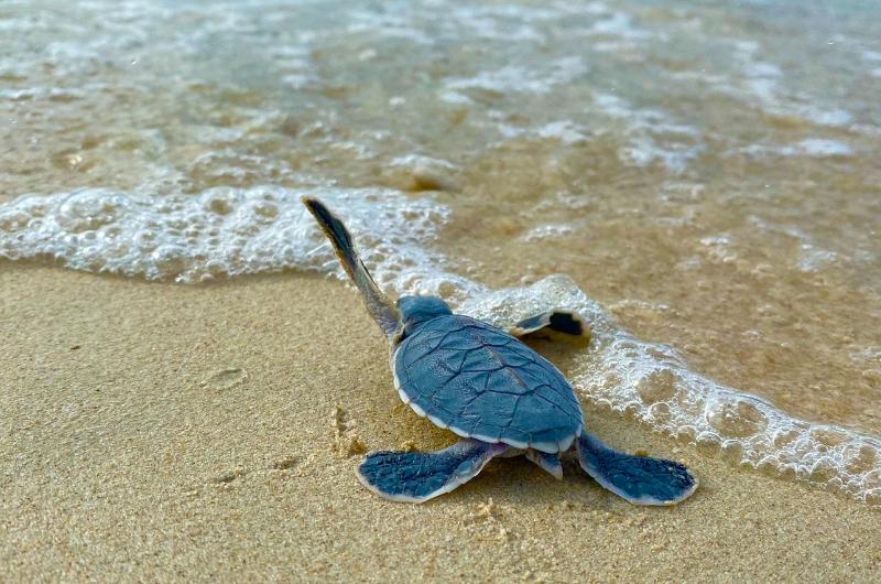 plus belles îles du Vietnam, île du Vietnam, voyage vietnam, circuit vietnam, séjour vietnam, séjour balnéaire vietnam, île de Con Dao, bébé tortue à Con Dao