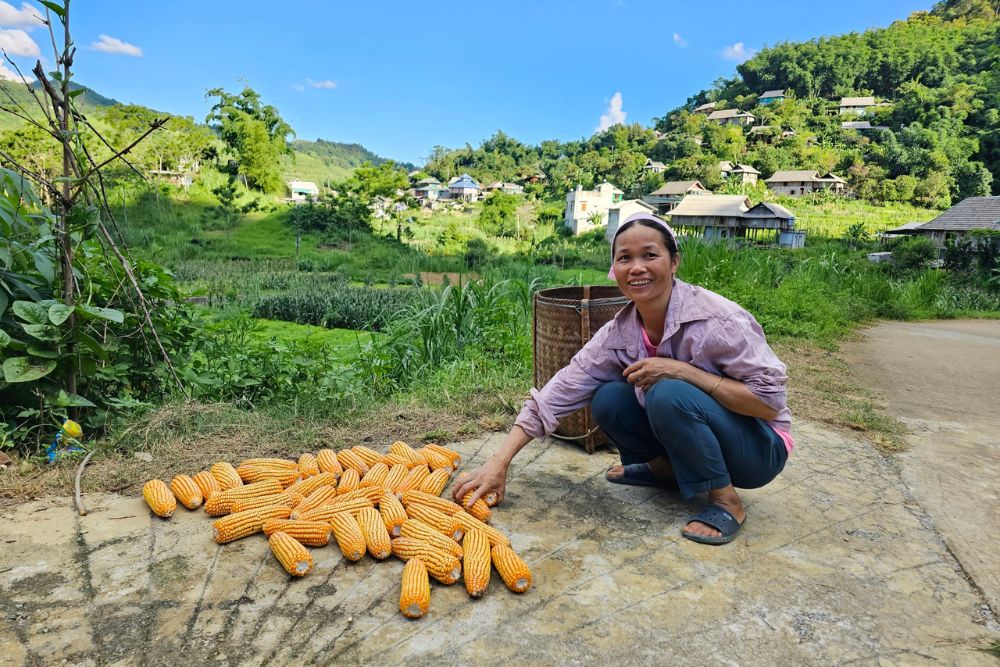 pu bin, guide voyage pu bin, activites agricoles, recolte, mais, habitant local