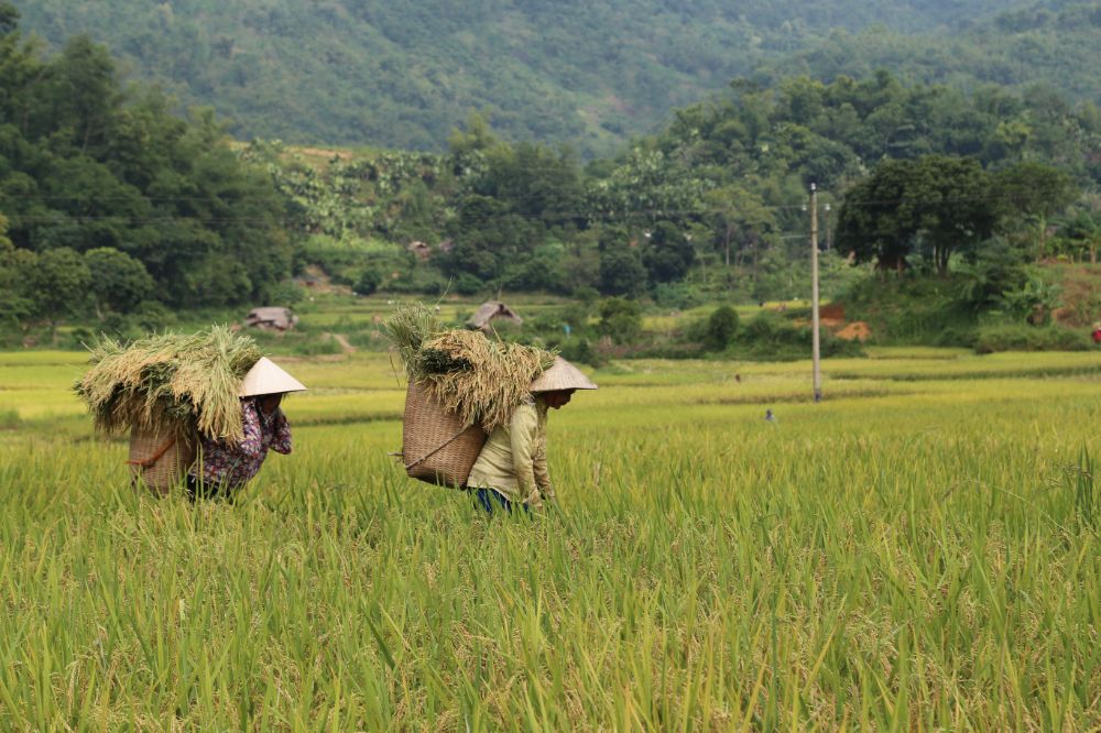 pu luong, vietnam, voyage vietnam, habitants locaux travaillant dans les rizières à Pu Luong, Vietnam