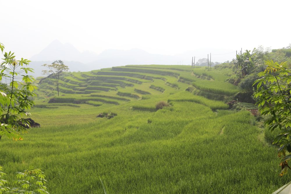 pu luong, vietnam, voyage vietnam, rizières en terrasse, rizières à pu luong