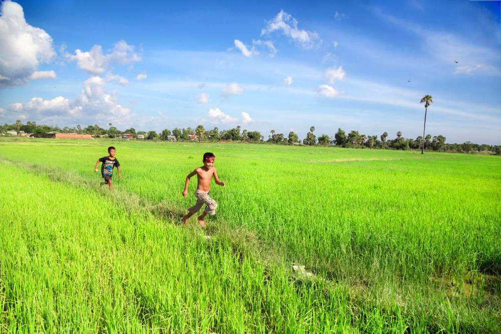 les enfants s'amusent dans les rizières verdoyantes à la campagne cambodgienne