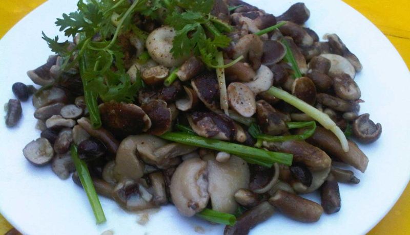 quang binh, vietnam, chicotin, plat