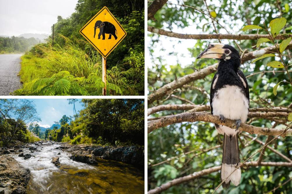 montagnes des cardamomes, itinéraire randonnée et trekking au cambodge