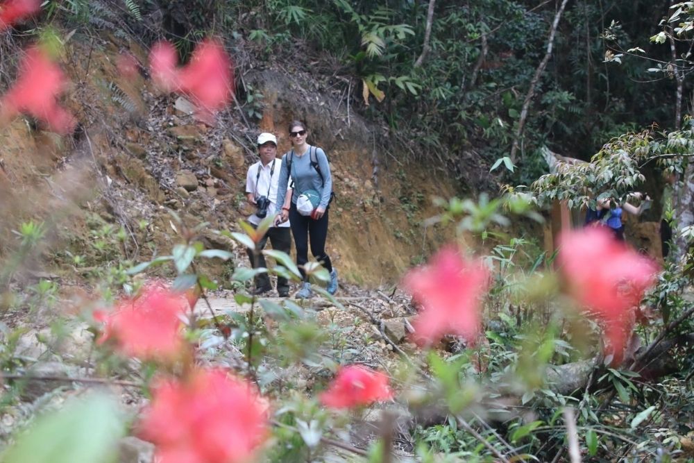Touristes en randonnée avec des guides locaux au parc national de Bach Ma
