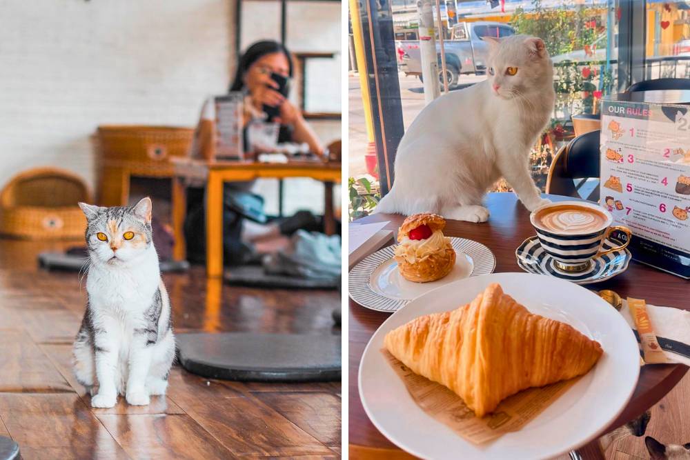 restaurant à chiang rai, cat n a cup