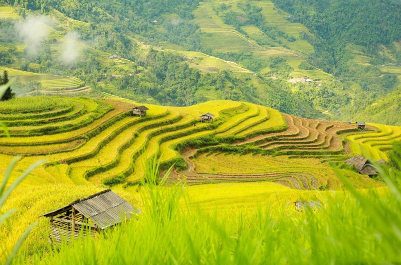quand voir, rizieres en terrasse, rizieres, nord vietnam, vietnam, hoang su phi