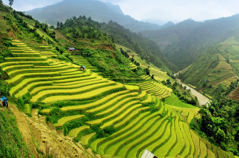 quand voir, rizieres en terrasse, rizieres, nord vietnam, vietnam, mu cang chai