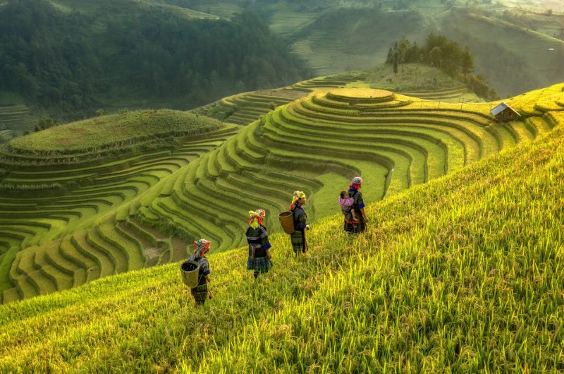 quand voir, rizieres en terrasse, rizieres, nord vietnam, vietnam, recolte