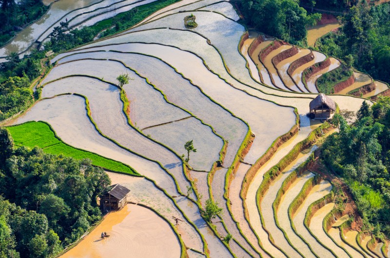 quand voir, rizieres en terrasse, rizieres, nord vietnam, vietnam, repiquage, saison eau