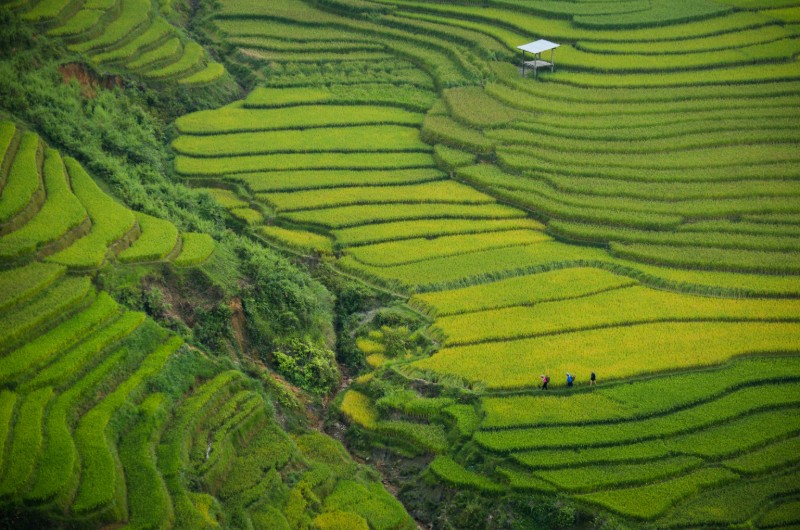 quand voir, rizieres en terrasse, rizieres, nord vietnam, vietnam, riz vert