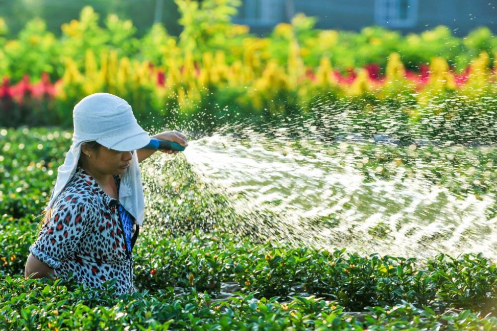 Guide de voyage complet de Sa Dec, village fleurs