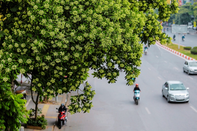 fleur du vietnam, alstonia des écoliers, hoa sua