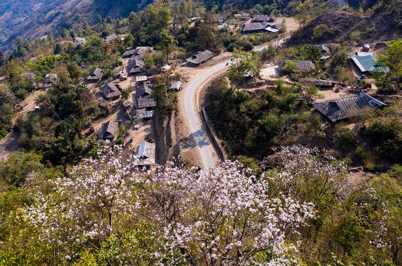 fleur du vietnam, bauhinia, hoa ban