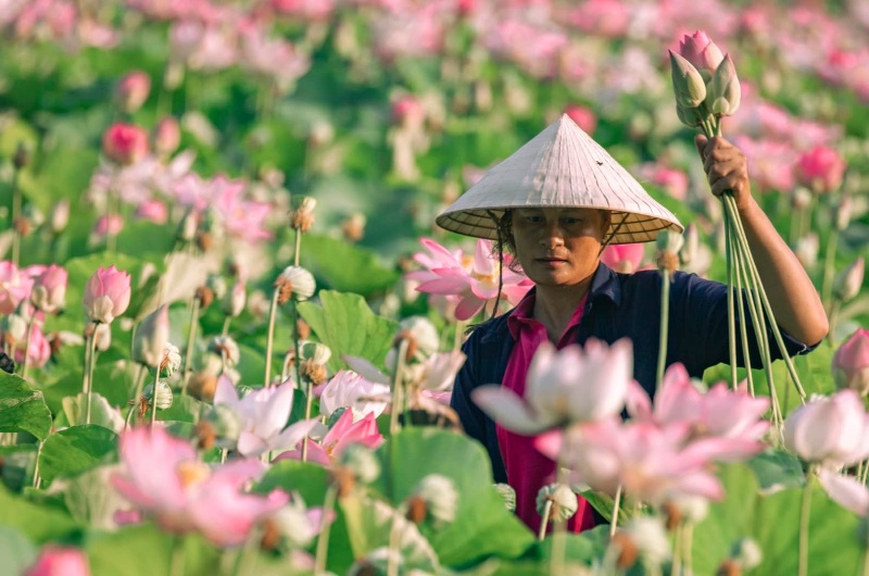 fleur du vietnam, lotus, hoa sen