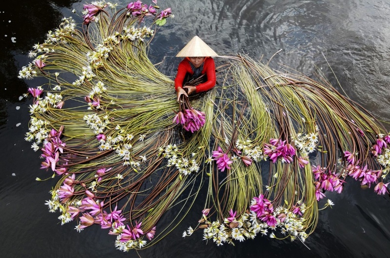 fleur du vietnam, nenuphar, hoa sung