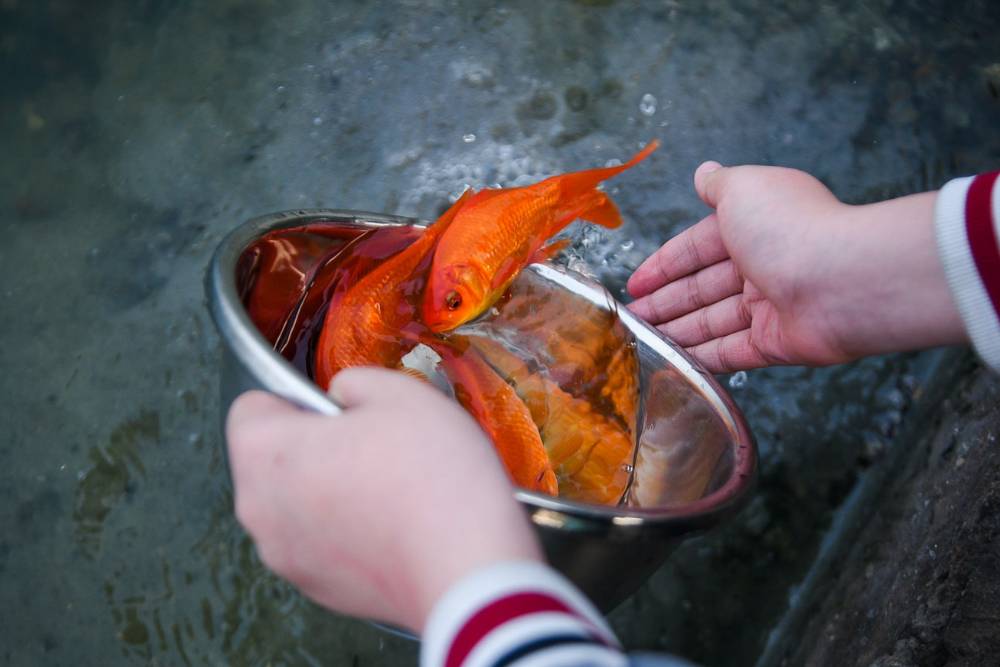 un Vietnamien libère des carpes dans la rivière lors du jour des Génies du Foyer avant le Têt