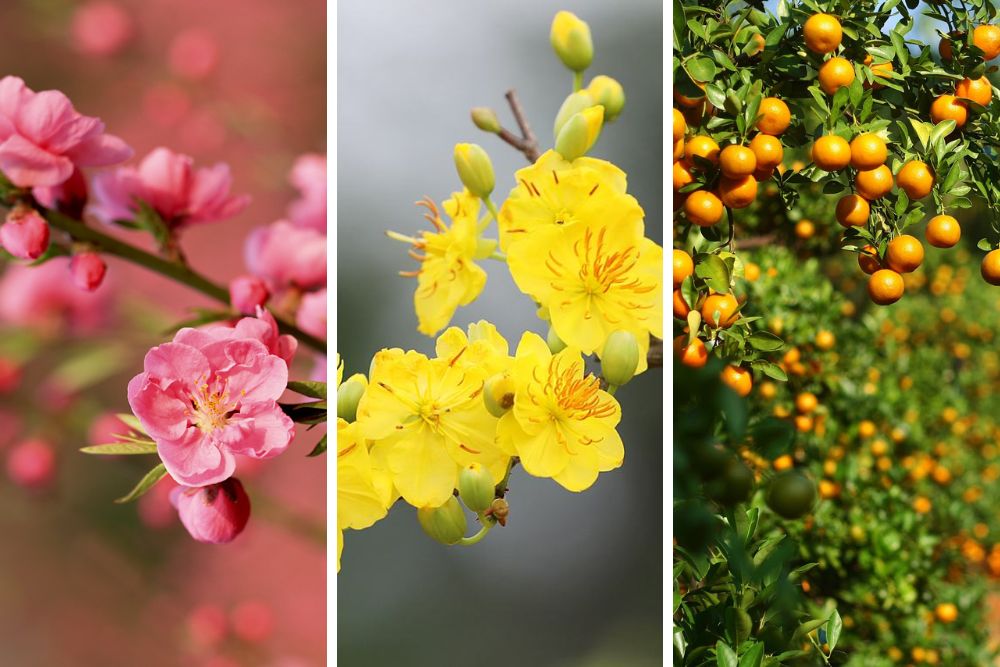 les fleurs de pêcher, d'abricot et l'arbre de kumquat pour le Têt vietnamien