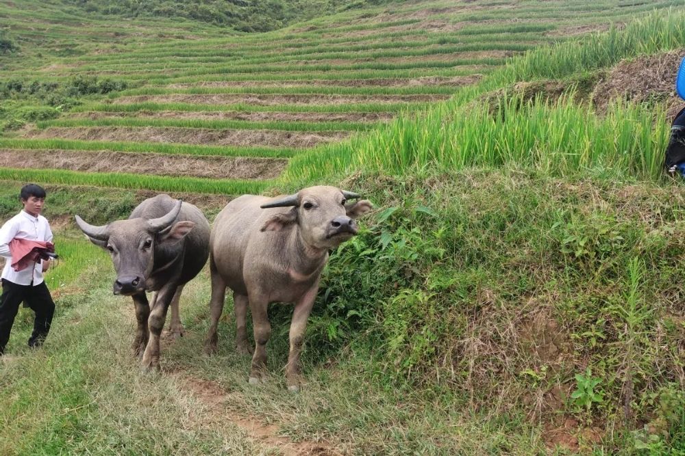 Trekking classique à Sa Pa