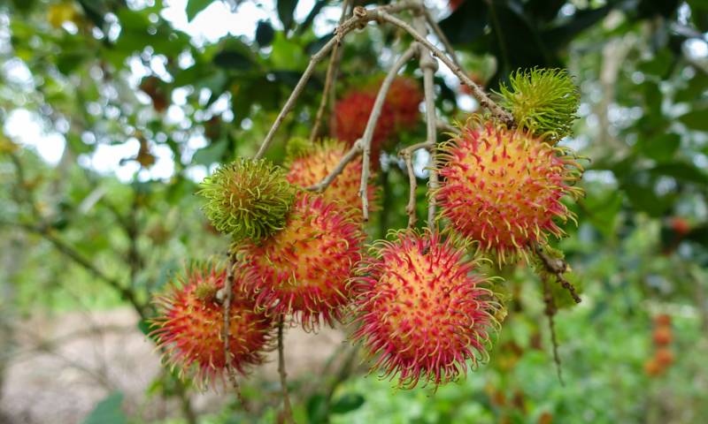 can tho, vietnam, verger, fruit