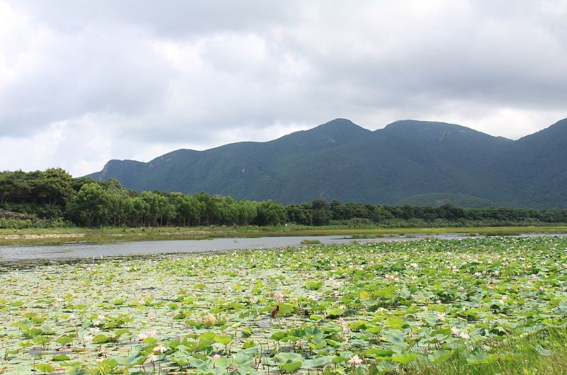Ile de Con Dao paradis caché du Vietnam, voyage vietnam, ile de Con Dao, lac de lotus, visiter ile de Con Dao