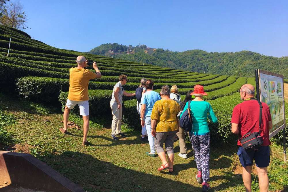 une plantation de thé au nord de la Thaïlande