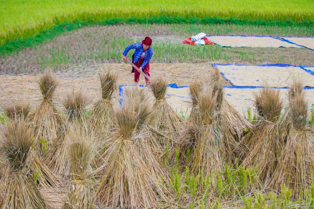 récolte du riz à Hà Giang, Vietnam en septembre
