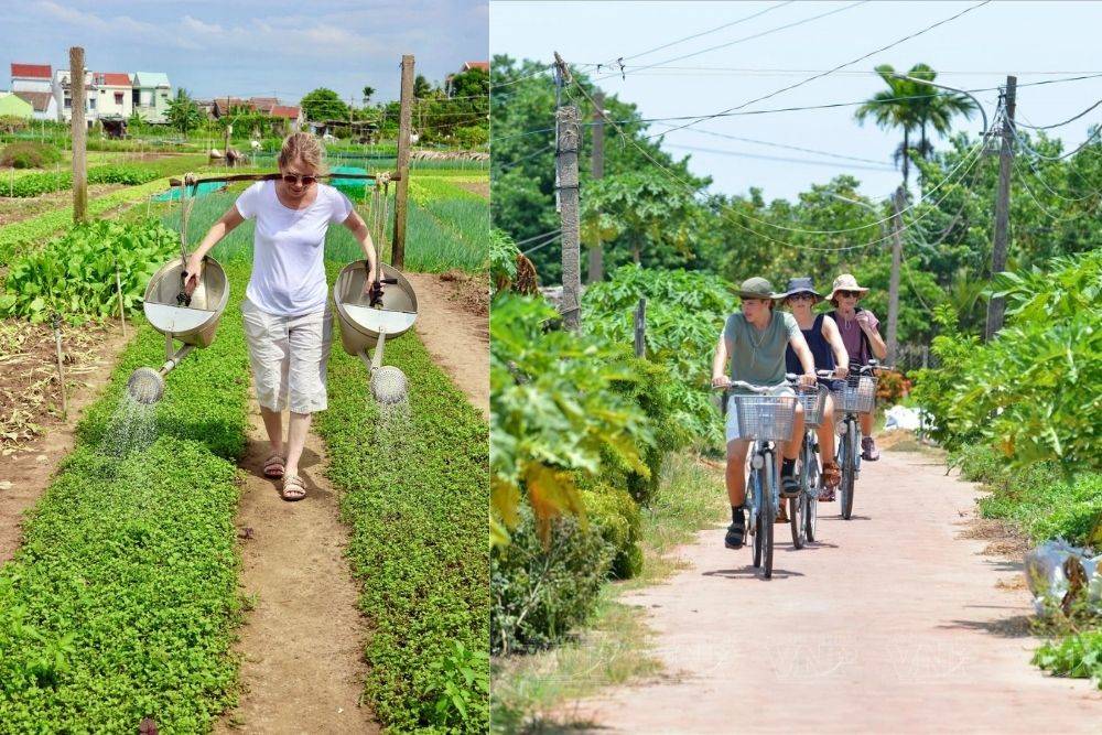 Les touristes se déplacent à vélo pour visiter et découvrir la culture des légumes à Tra Que