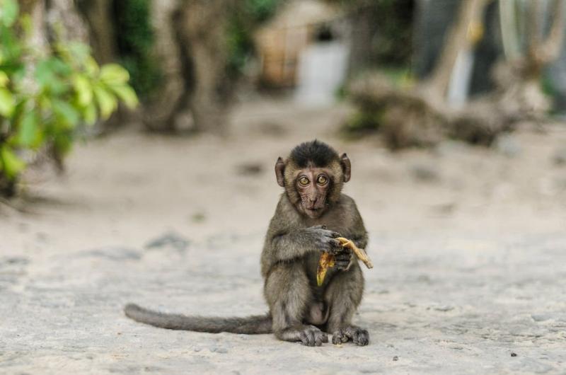 guide complet de île de Cat Ba, découverte île des singes