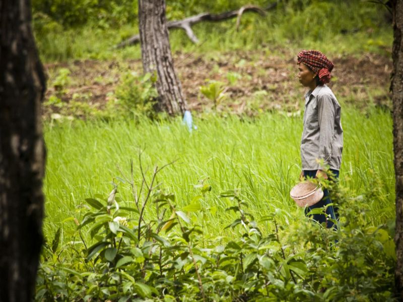 voyage cambodge, trek et nature cambodge, habitant dans la rizière verte