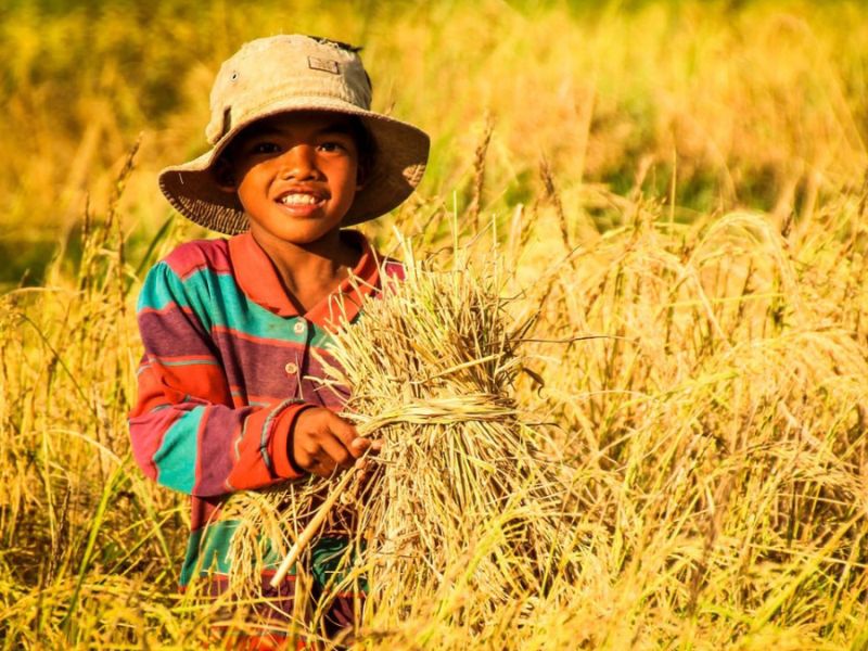 voyage cambodge 1 semaine, récolte du riz mûr dans le champs dorée