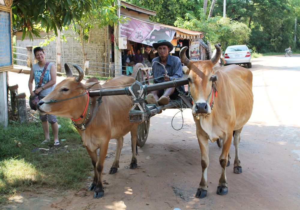 vacances cambodge, secrets de la culture khmer, homme sur un chariot à bœuf