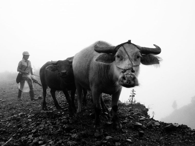 voyage vietnam, randonnée facile vietnam, travail avec le buffle