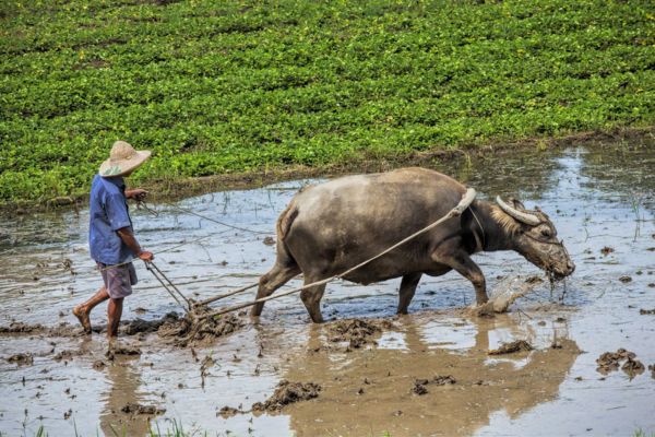 vietnam cambodge pas cher, découverte du vietnam à vélo, l’homme et le buffle