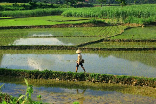 vietnam cambodge pas cher, randonnée facile vietnam, femme marche dans la rizière