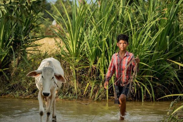 agence voyage vietnam cambodge, trek et nature cambodge, garçon et le bœuf