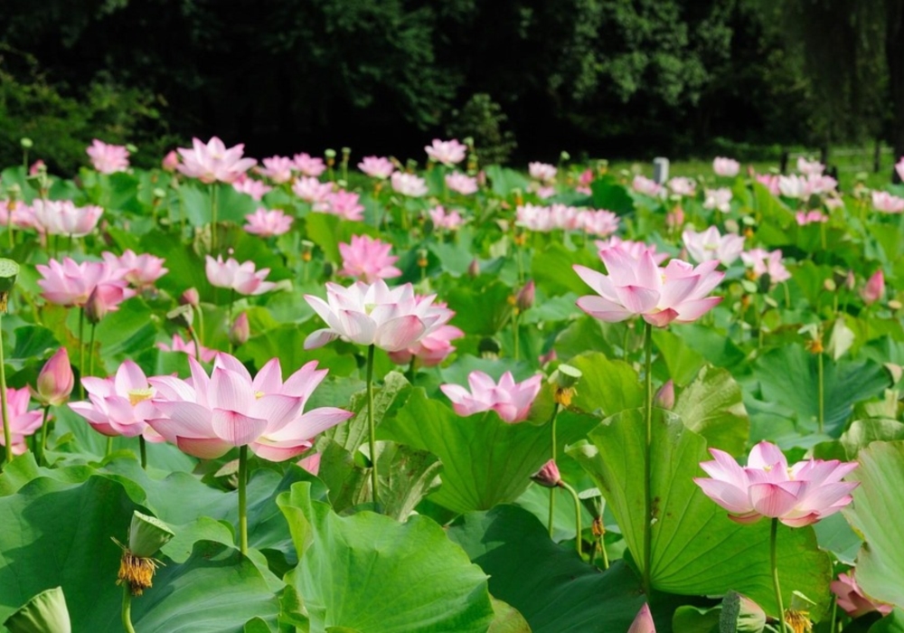 séjour combiné cambodge vietnam, fleurs de lotus