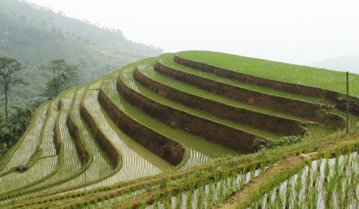 séjour vietnam, paradis des ethnies du nord, rizières en terrasse