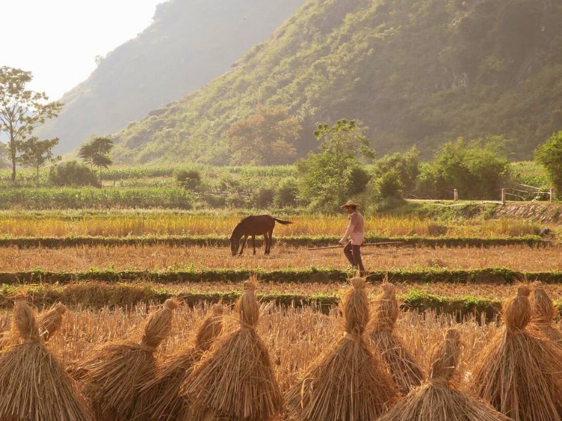 découvrir vietnam, circuit nord-est vietnam, cao bang, homme et cheval dans la rizière