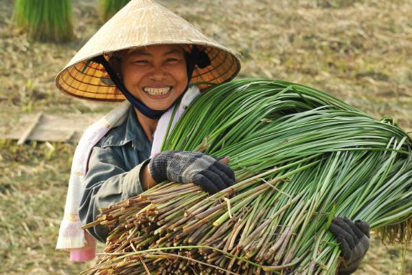 découvrir vietnam, vacances d’été au vietnam, femme au travail portant un chapeau conique