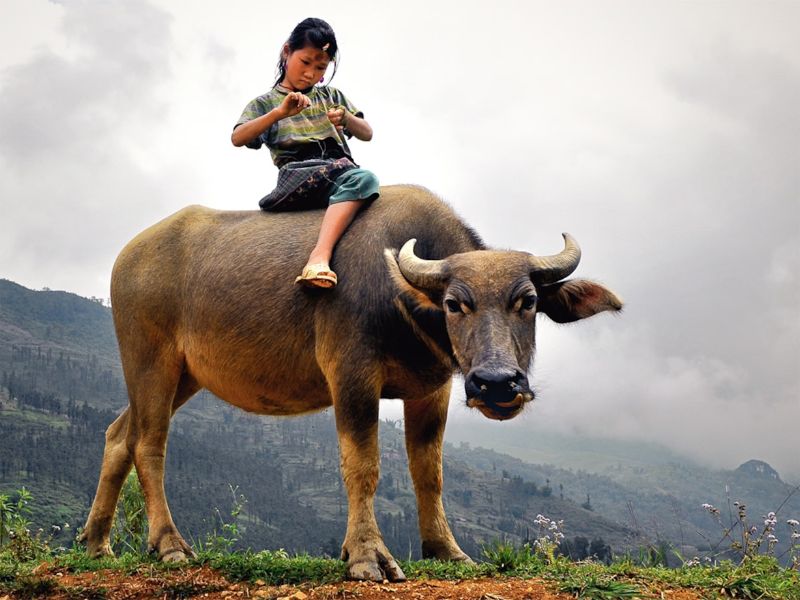 voyage vietnam cambodge, voyage en terre lolo, l’enfant et le buffle