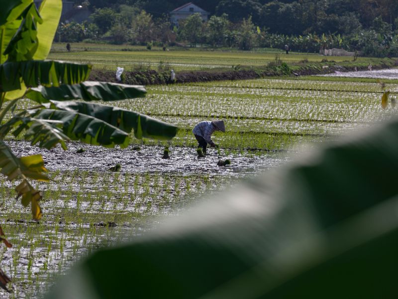 voyage vietnam cambodge, découverte du Vietnam à vélo, travail dans la rizière