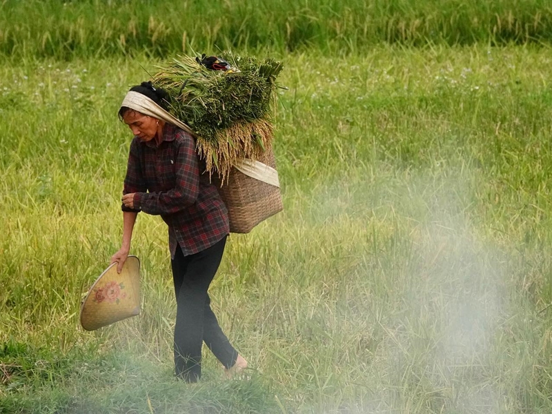 vacances vietnam, visite du vietnam 2 semaines, une femme récolte du riz dans les rizières