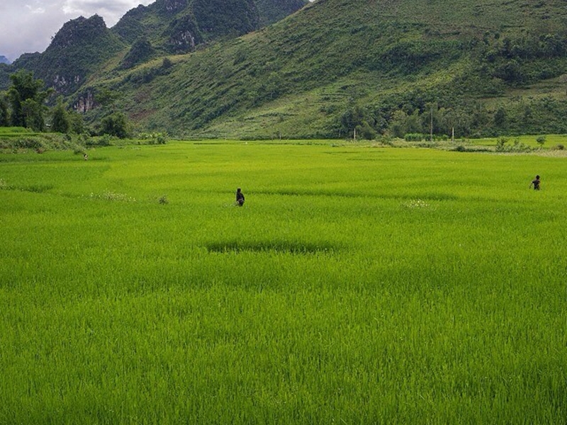 vacances vietnam, randonnée facile au vietnam, rizière verte, montagne